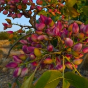 Pistachios from Aegina Island, Roasted with Lemon PDO 227g