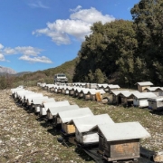 Fir Tree Organic Honey form Evritania Mountains Nomad 250g