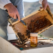 Artisanal beekeeping process in Crete